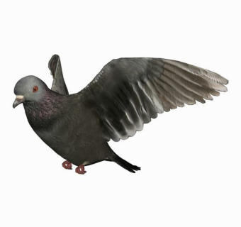 精品动物模型鸽子 (1)